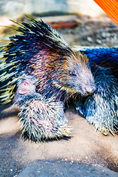 Porcupine Dans Zoo Thaïlande — Photo
