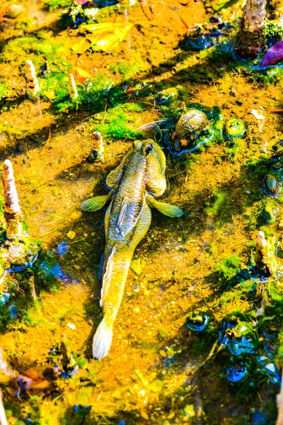 Mudskipper Pesce Con Foresta Mangrovie Thailandia — Foto Stock