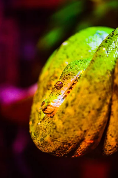 Green Tree Python Tree Thailand — Stock Photo, Image