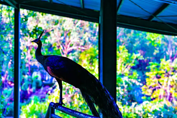 Peacock Sziluett Parkban Thaiföld — Stock Fotó