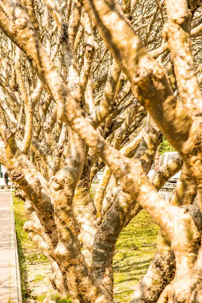 Plumeria Drzewa Tunelu Nan Province Tajlandia — Zdjęcie stockowe