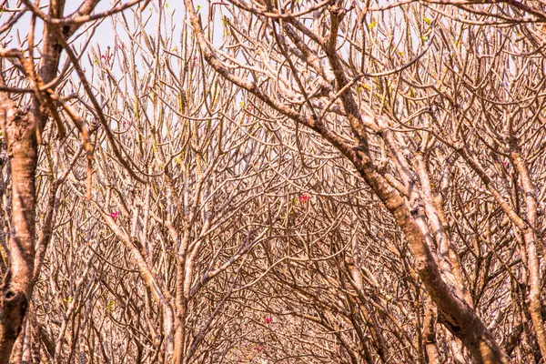 Σήραγγα Δέντρα Plumeria Στο Nan Επαρχία Ταϊλάνδη — Φωτογραφία Αρχείου