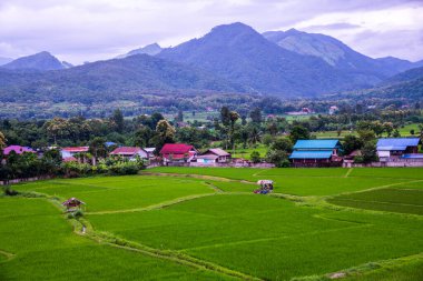 Wat Phuket manzaralı güzel pirinç tarlası, Tayland.