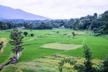 Wat Phuket manzaralı güzel pirinç tarlası, Tayland.