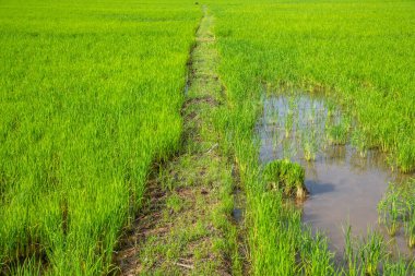 Tarlada Paddy, Tayland.