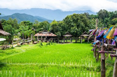 Tayland 'ın Pua bölgesinde küçük köprüsü olan pirinç tarlası..