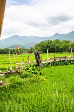 Tayland 'da pirinç tarlası olan küçük bir köprü..