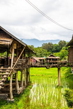 Tayland 'da pirinç tarlası olan Tayland doğumlu bir ev..