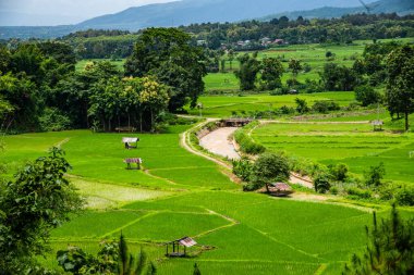 Tayland 'ın Pua bölgesindeki pirinç tarlası.