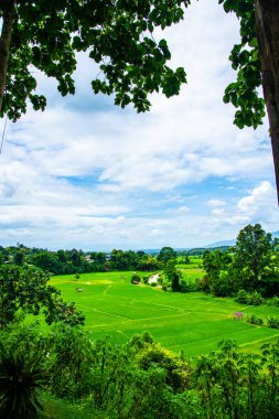 Tayland 'ın Pua bölgesindeki pirinç tarlası.