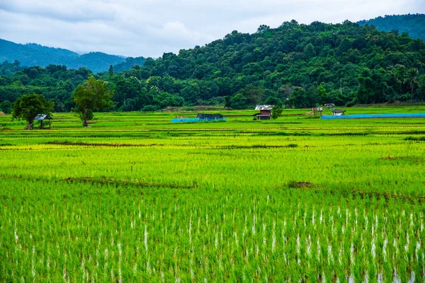 Πεδίο Ρυζιού Στην Επαρχία Phayao Ταϊλάνδη — Φωτογραφία Αρχείου