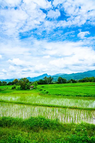 Campo Arroz Distrito Pua Tailândia — Fotografia de Stock