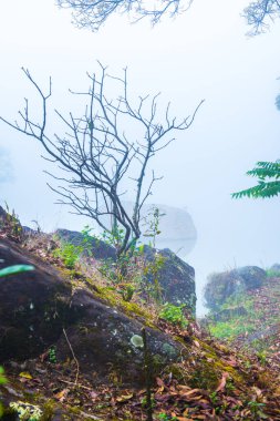 Tayland 'da sisli göl manzarası.
