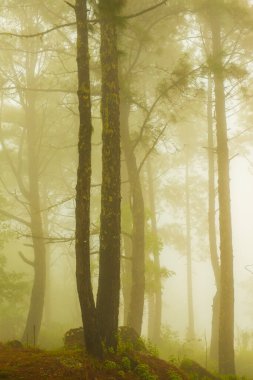 Tayland 'ın dağlarında sisli bir orman..