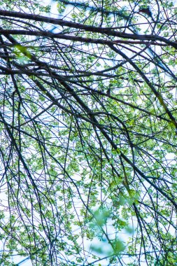 Khun Wang Kraliyet Projesi 'nde Himalaya kiraz çiçekleri, Tayland.