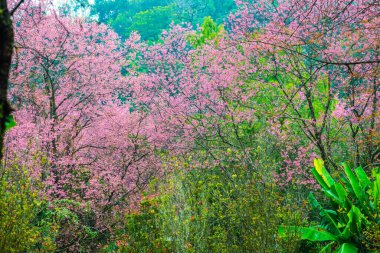 Wild Himalayan Cherry in Khun Wang royal project, Thailand.
