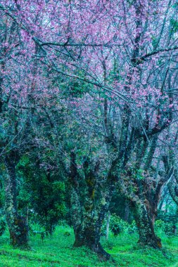 Wild Himalayan Cherry in Khun Wang royal project, Thailand.