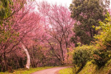 Kuhn Wang kraliyet projesinde küçük yolu olan vahşi Himalaya kiraz çiçekleri, Tayland.