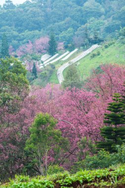 Wild Himalayan Cherry in Khun Wang royal project, Thailand.