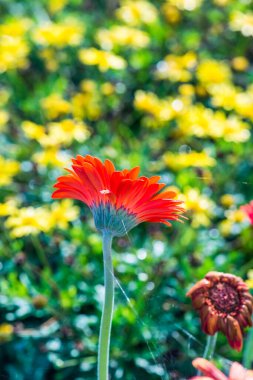 Tayland, Gerbera çiçeğine yakın..