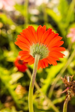 Tayland, Gerbera çiçeğine yakın..