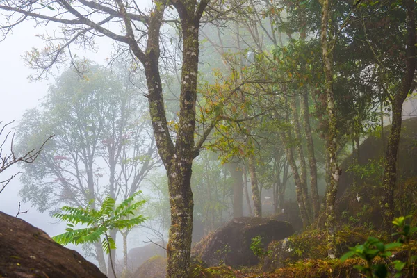 泰国高山上有雾的花园 — 图库照片