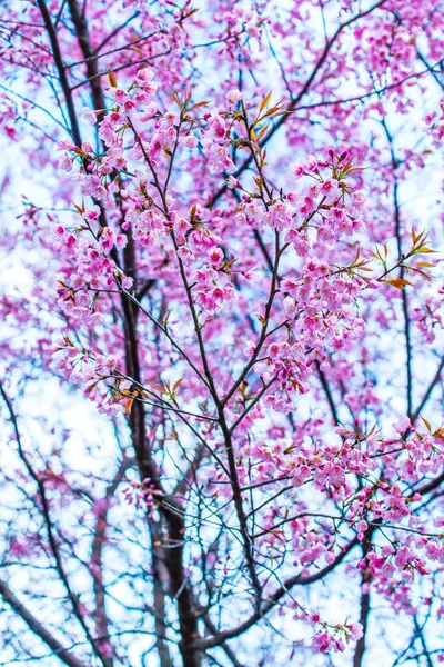 クンワン王室プロジェクトの野生のヒマラヤの桜 — ストック写真