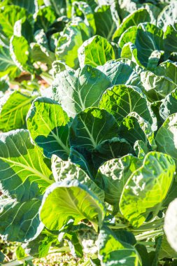 Tayland, Tayland 'da Brüksel Sprout bahçesi.