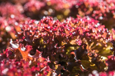 Hidroponik sebze bahçesinde Kızıl Mercan, Tayland.