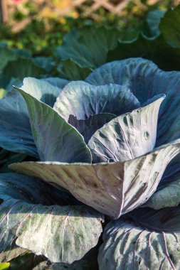 Tayland 'da Red Buttavia Bahçesi.