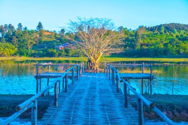 Gölde ağaç, güneş ışığı, Tayland.