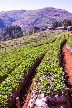 Çilek tarlası Doi Ang Khang, Tayland.