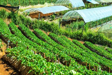 Çilek tarlası Doi Ang Khang, Tayland.