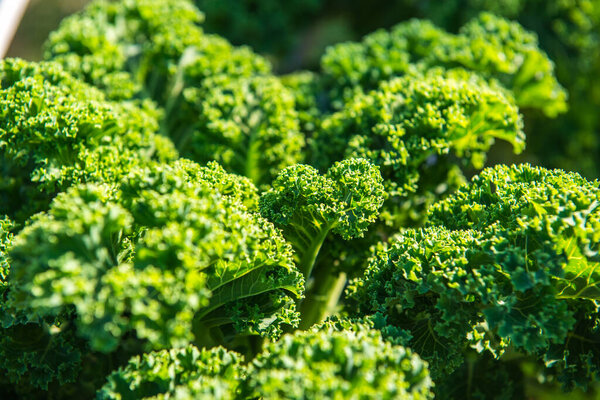 Purple Curly Kale garden in Thai, Thailand.