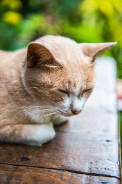 Tayland kedisine yakın, Tayland.