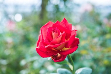 Red rose in the garden, Thailand.