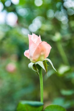 Pink rose in the garden, Thailand.