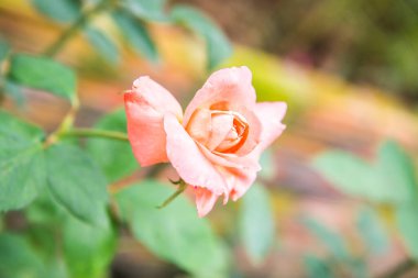 Pink rose in the garden, Thailand.