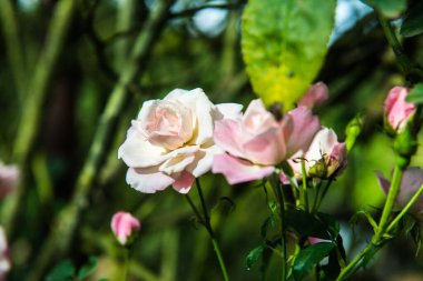 Pink rose in the garden, Thailand.