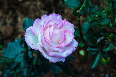 Pink rose in the garden, Thailand.