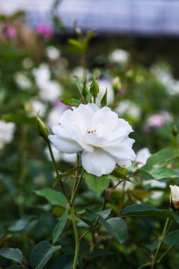White rose in the garden, Thailand.