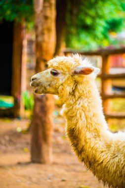 Tayland, Tayland 'da beyaz Alpaca Vicugna paketleri.
