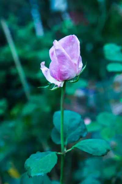 Pink Rose Garden Thailand — Stock Photo, Image