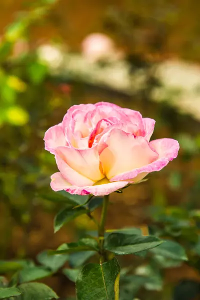 Pink Rose Garden Thailand — 스톡 사진