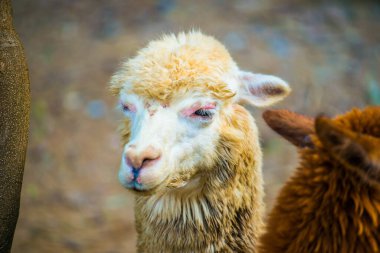 Tayland, Tayland 'da beyaz Alpaca Vicugna paketleri.