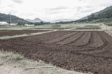 Tayland, Tayland 'da tarım alanı.