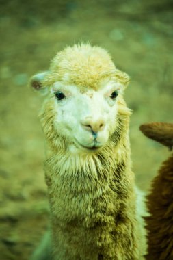 Tayland, Tayland 'da beyaz Alpaca Vicugna paketleri.