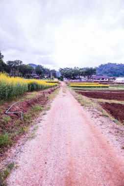 Kraliyet Tarım İstasyonu Pangda, Tayland 'da Sunn Hemp Field ile Küçük Yol.