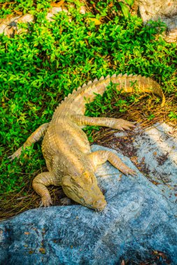 Albino Siyam Timsahı veya Tayland Timsahı, Tayland.