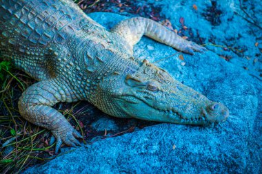 Albino Siyam Timsahı veya Tayland Timsahı, Tayland.